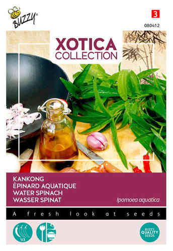 Xotica Kangkong, sallatsipomea