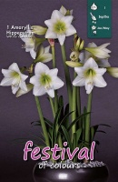 Amaryllis 'White Garden'