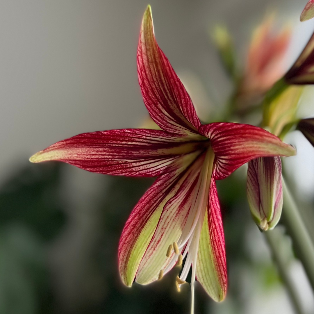 Amaryllis 'Sumatra'