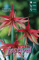 Amaryllis 'Sumatra'