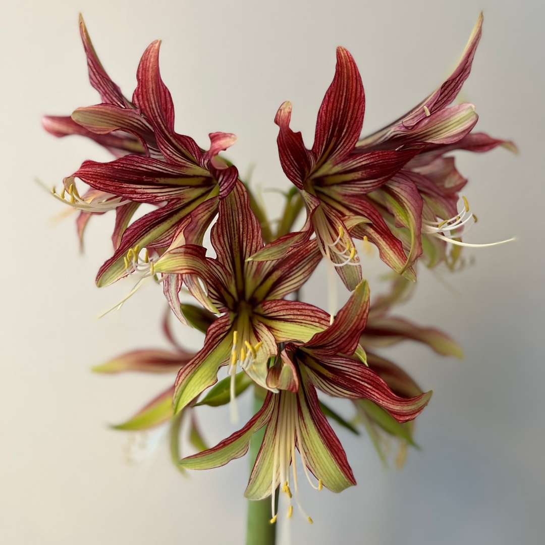 Amaryllis 'Sumatra'