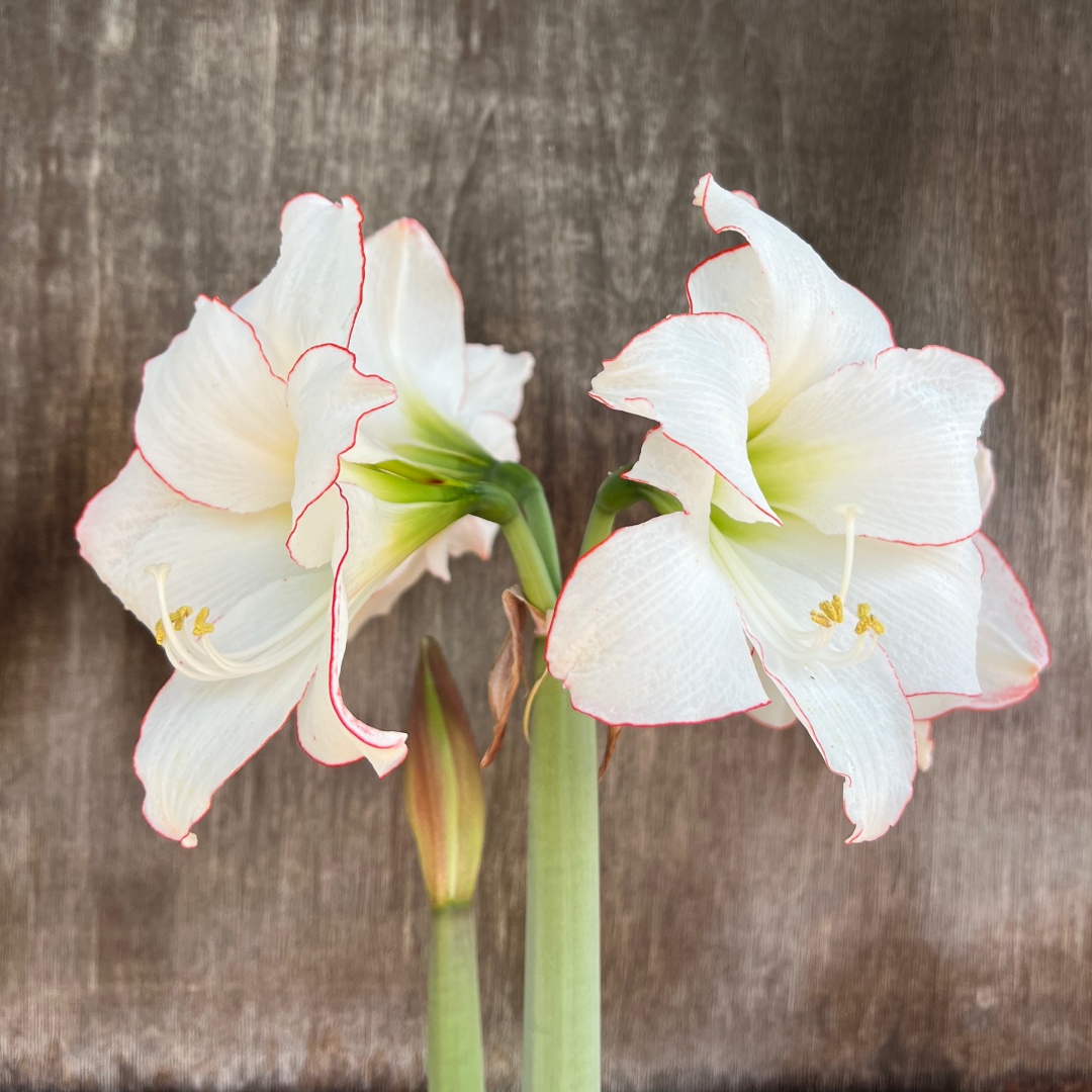 Amaryllis 'Picotee'