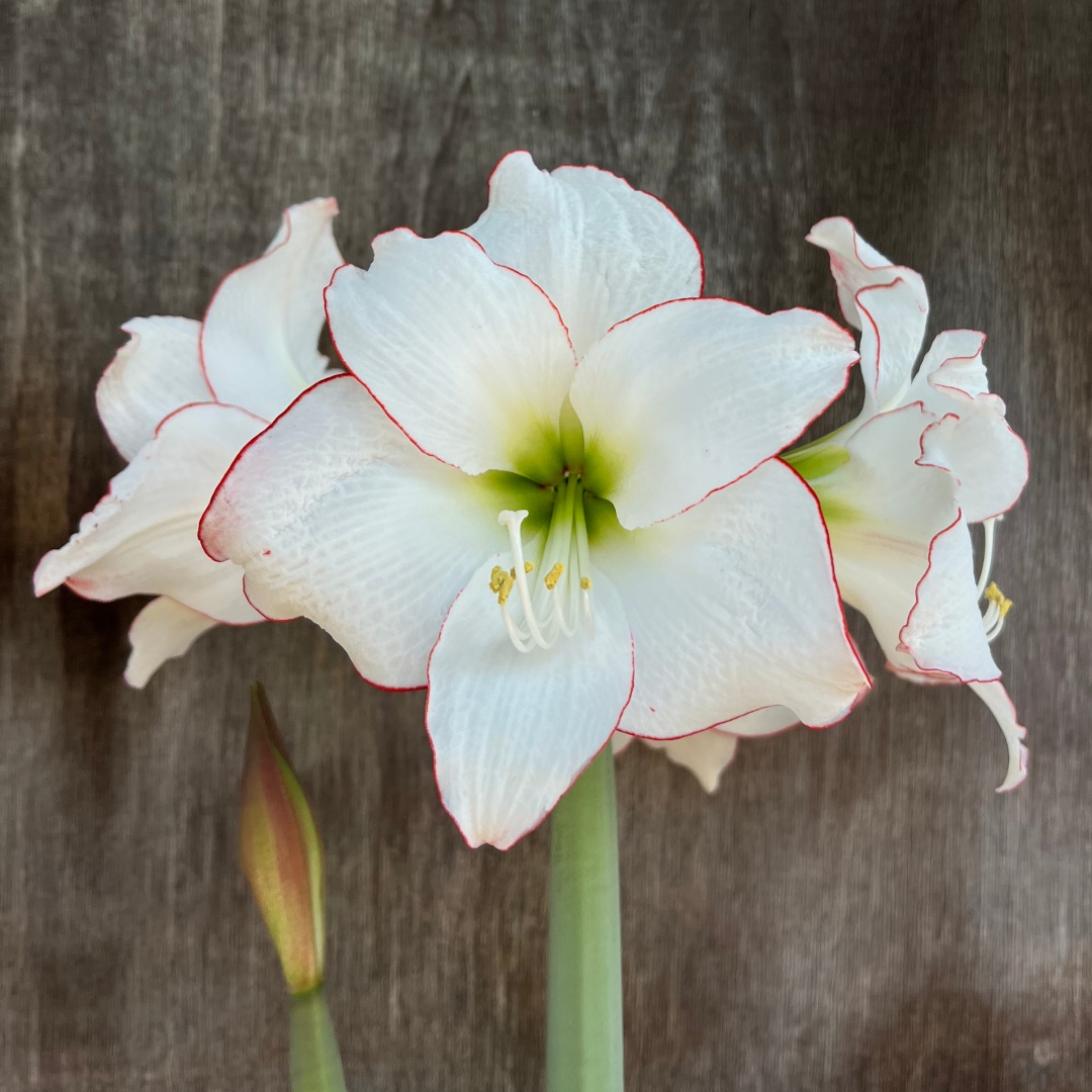 Amaryllis 'Picotee'