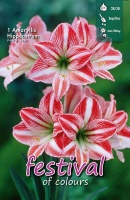 Amaryllis 'Fairytale'