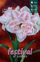 Amaryllis 'Nymph'