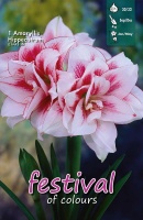 Amaryllis 'Elvas'
