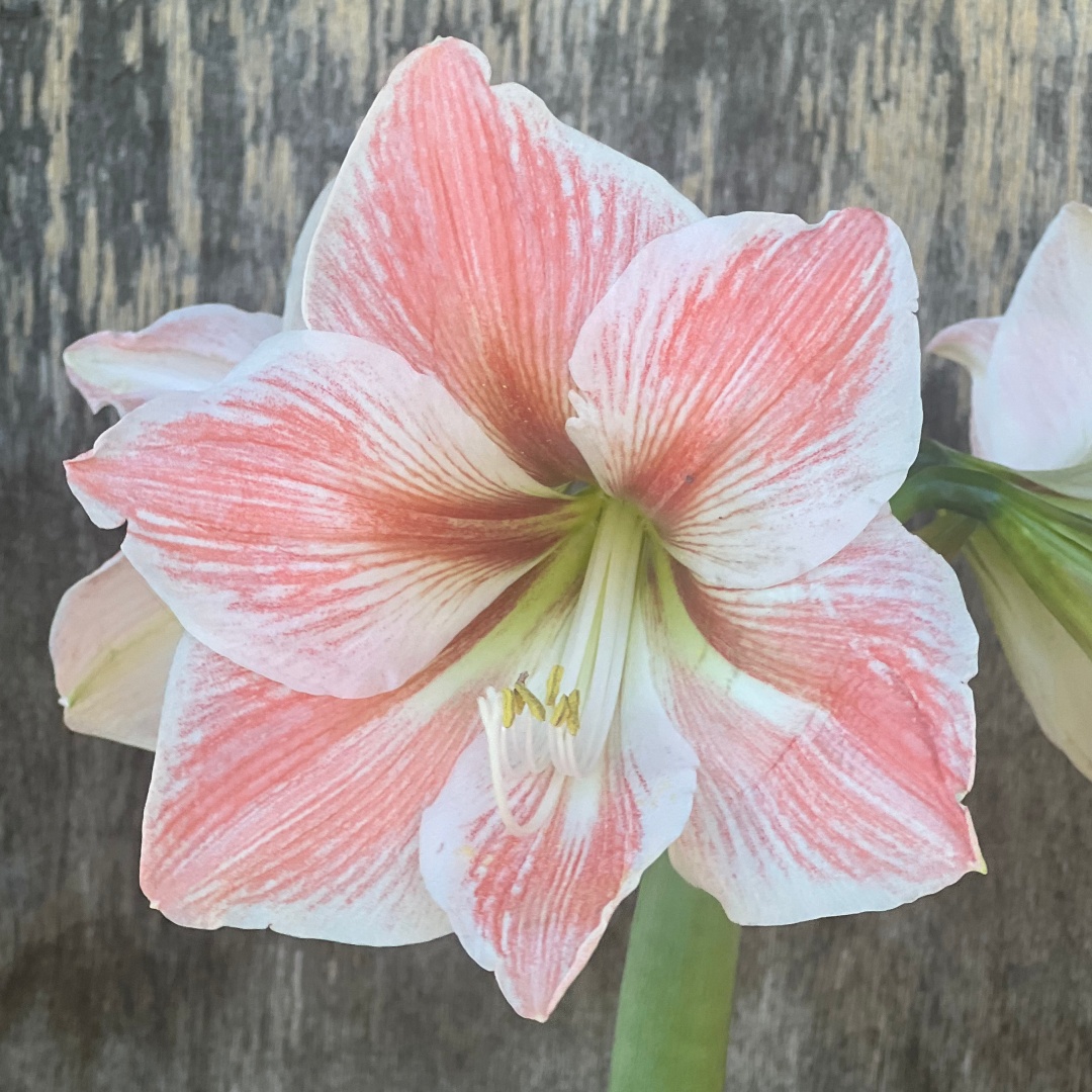 Amaryllis 'Apricot Parfait'