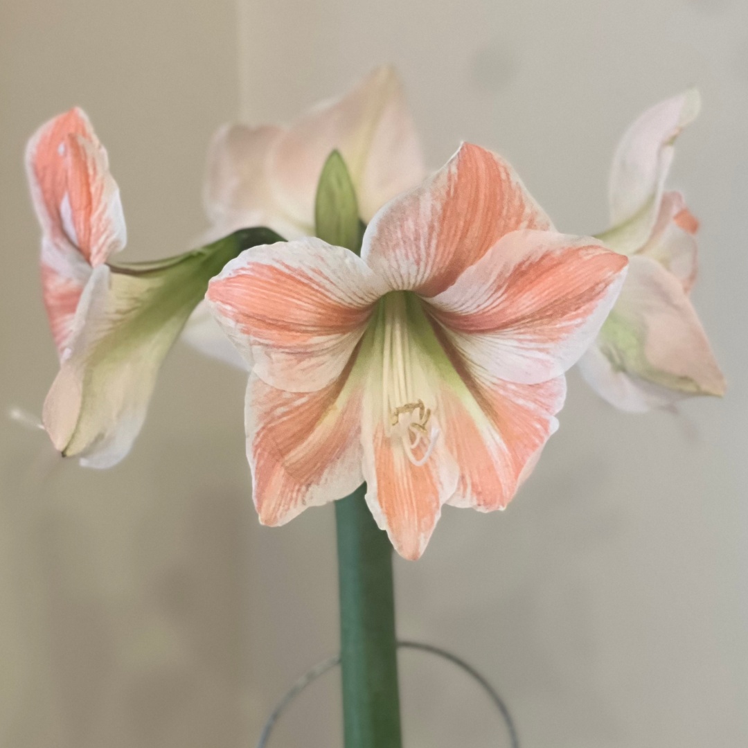 Amaryllis 'Apricot Parfait'