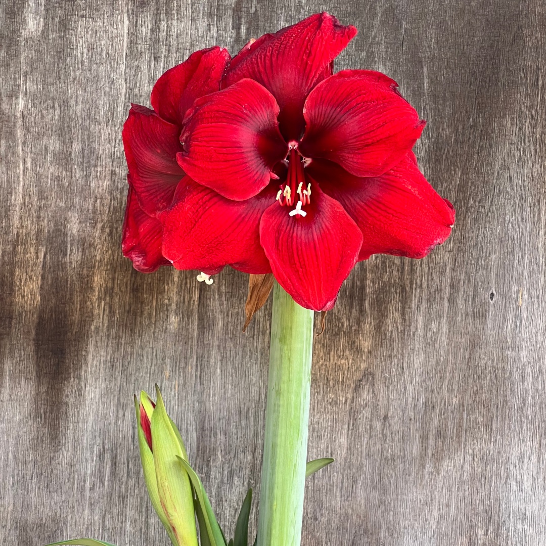 Amaryllis 'Benfica'
