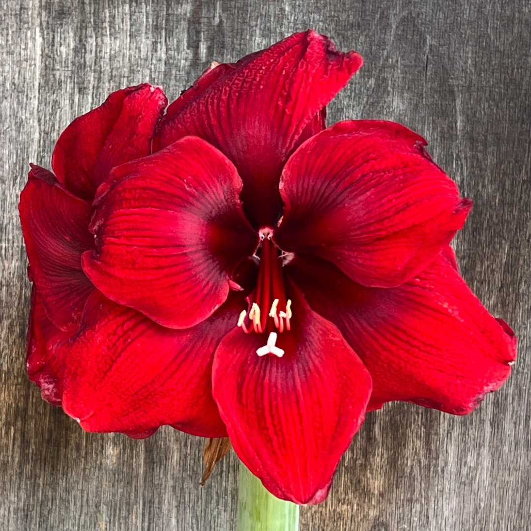 Amaryllis 'Benfica'