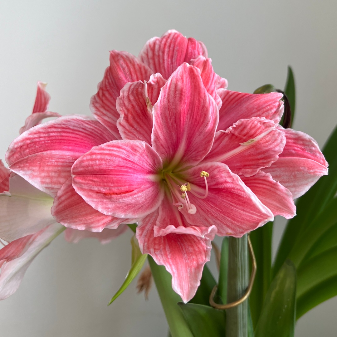 Amaryllis 'Sweet Nymph'