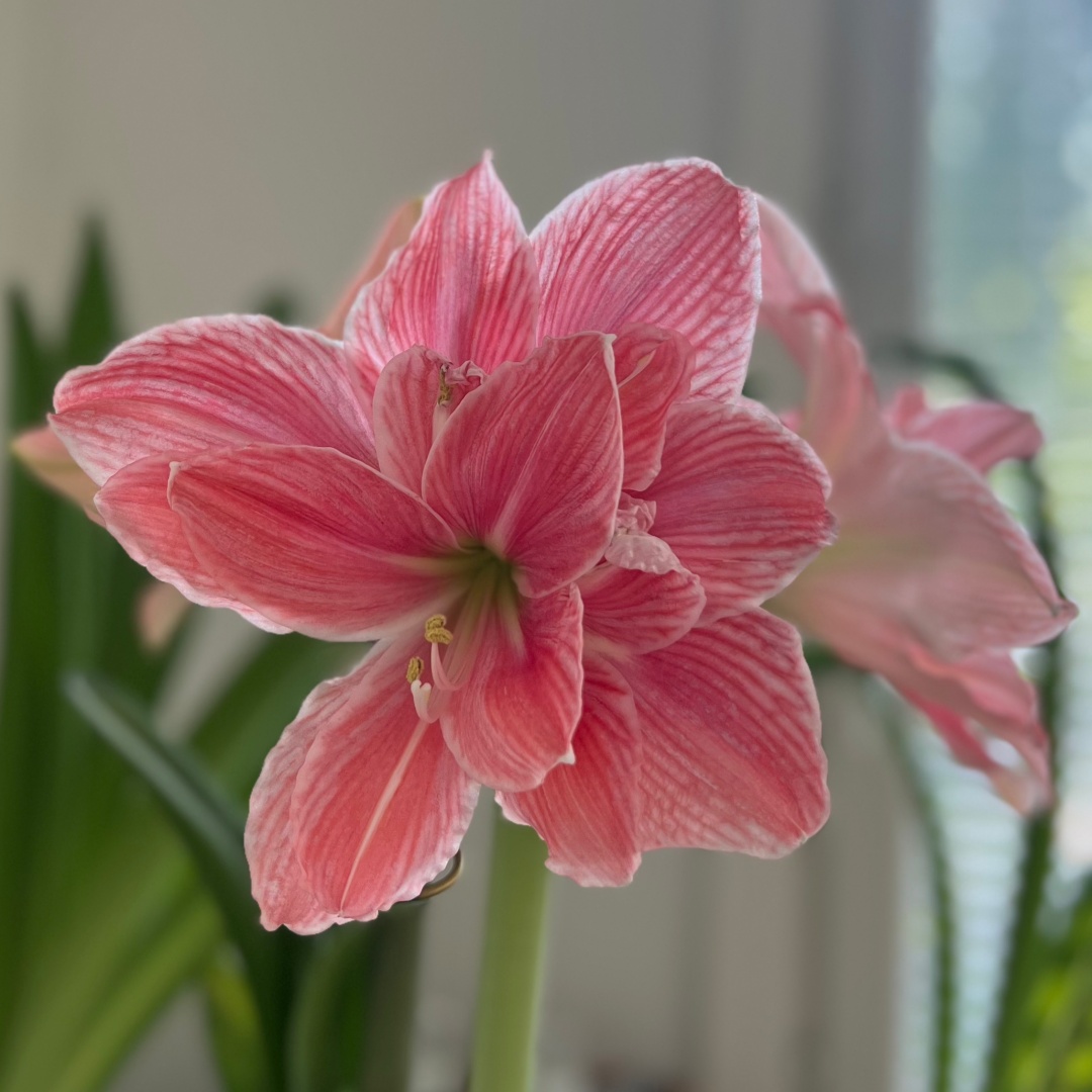 Amaryllis 'Sweet Nymph'