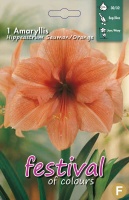 Amaryllis orange