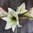 Amaryllis 'Magic Green'