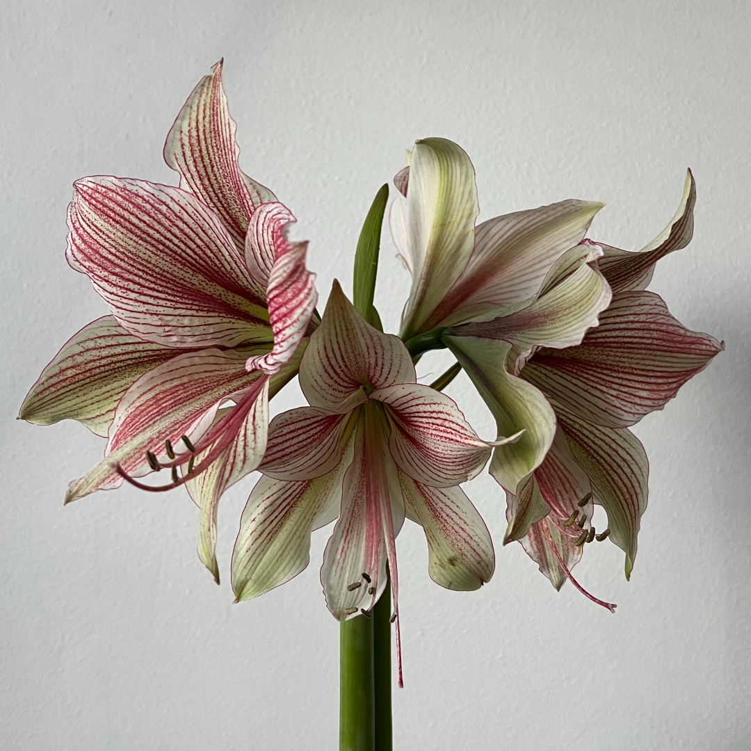 Amaryllis 'Exotic Star'