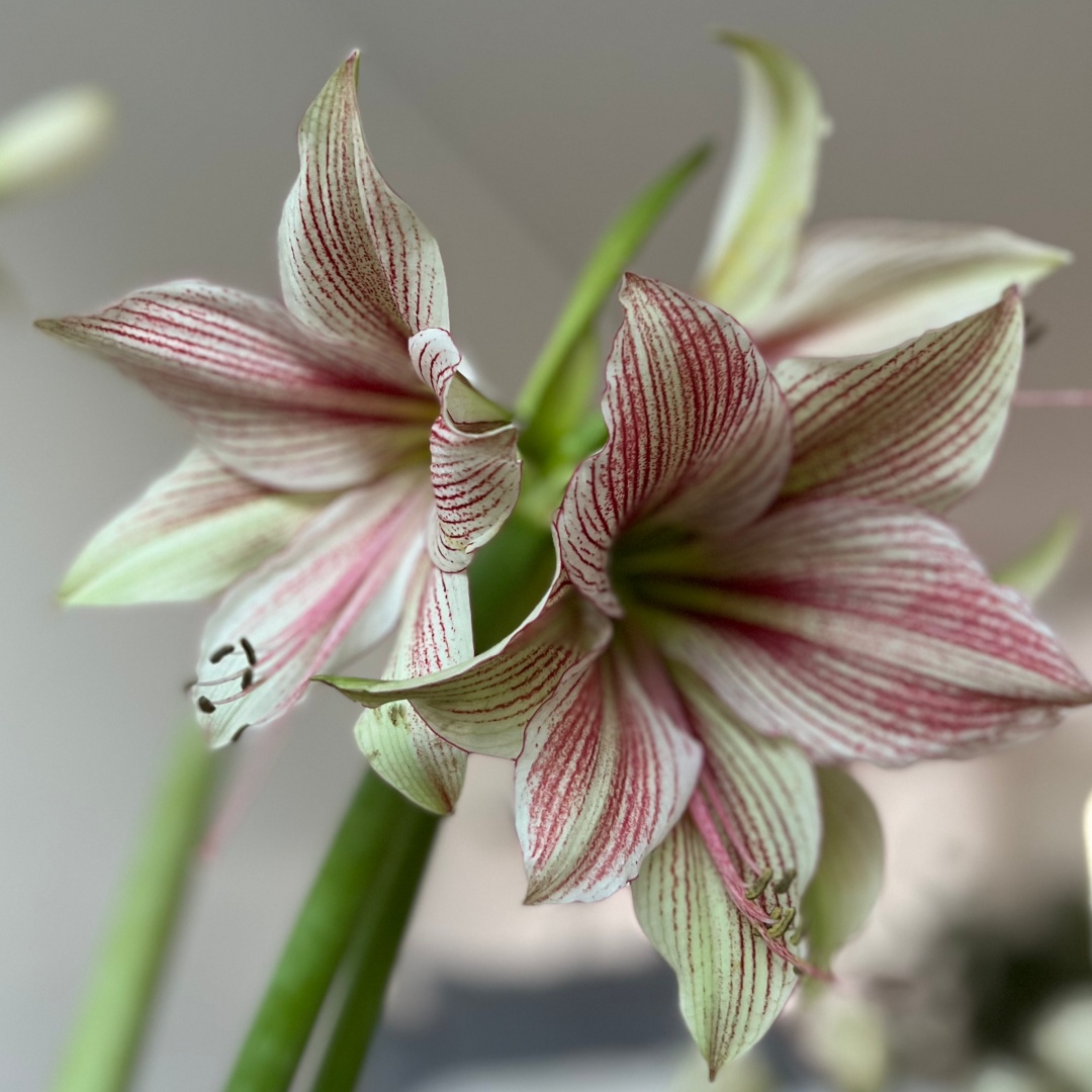 Amaryllis 'Exotic Star'