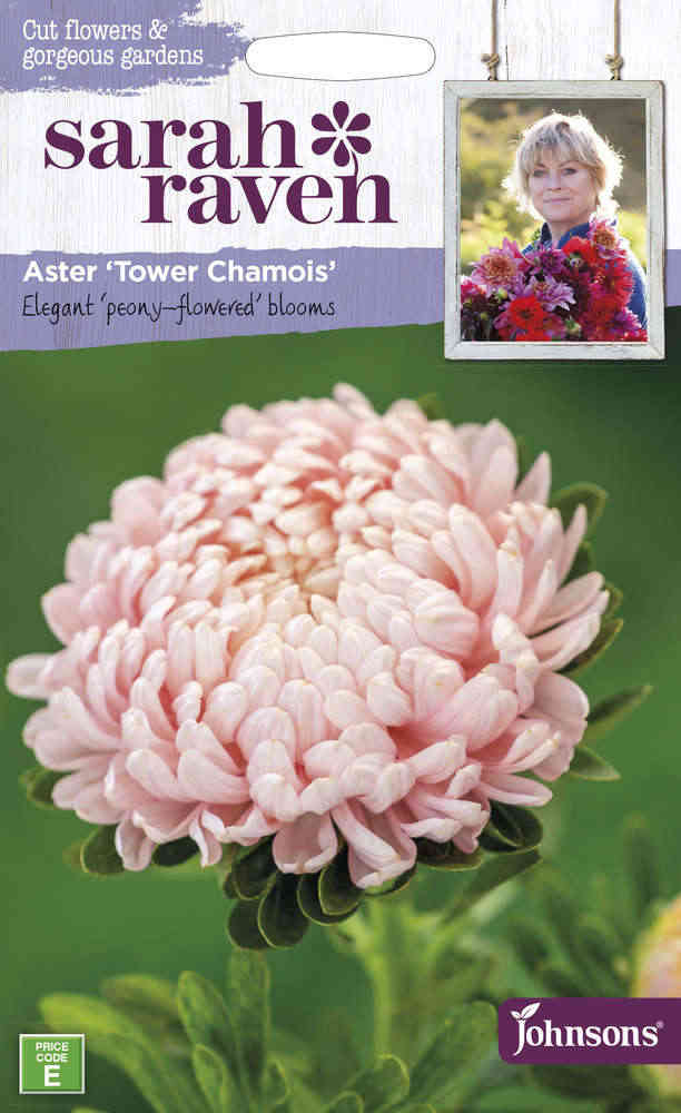 Kiinanasteri 'Tower Chamois'