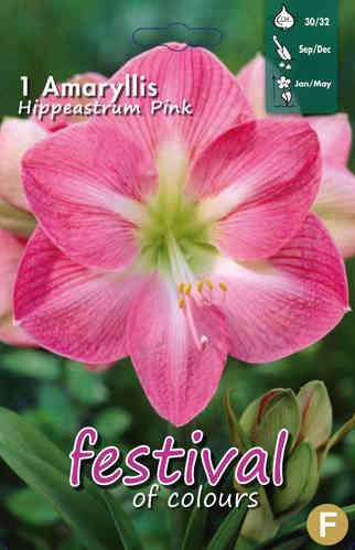 Amaryllis pink