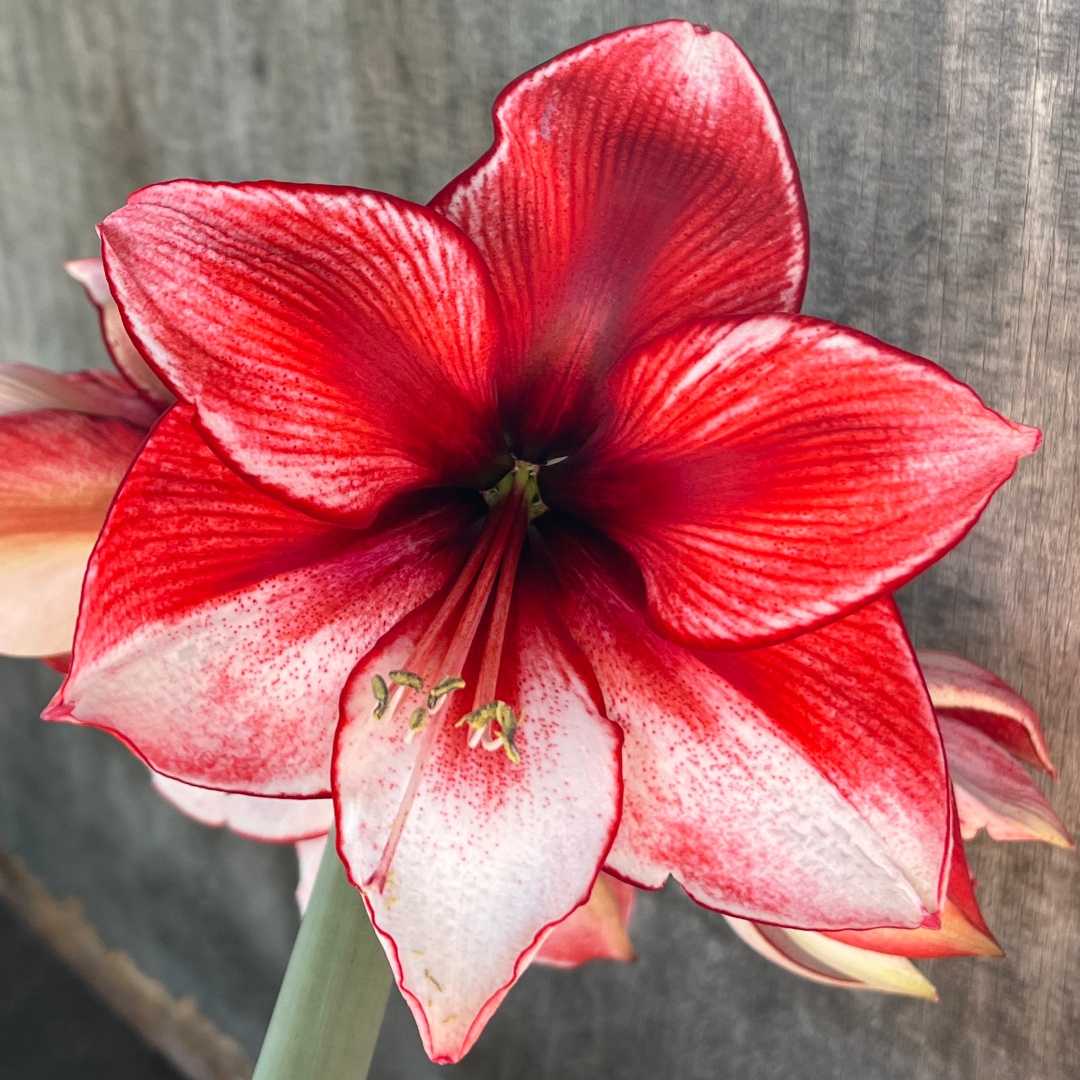 Amaryllis 'Gervase'