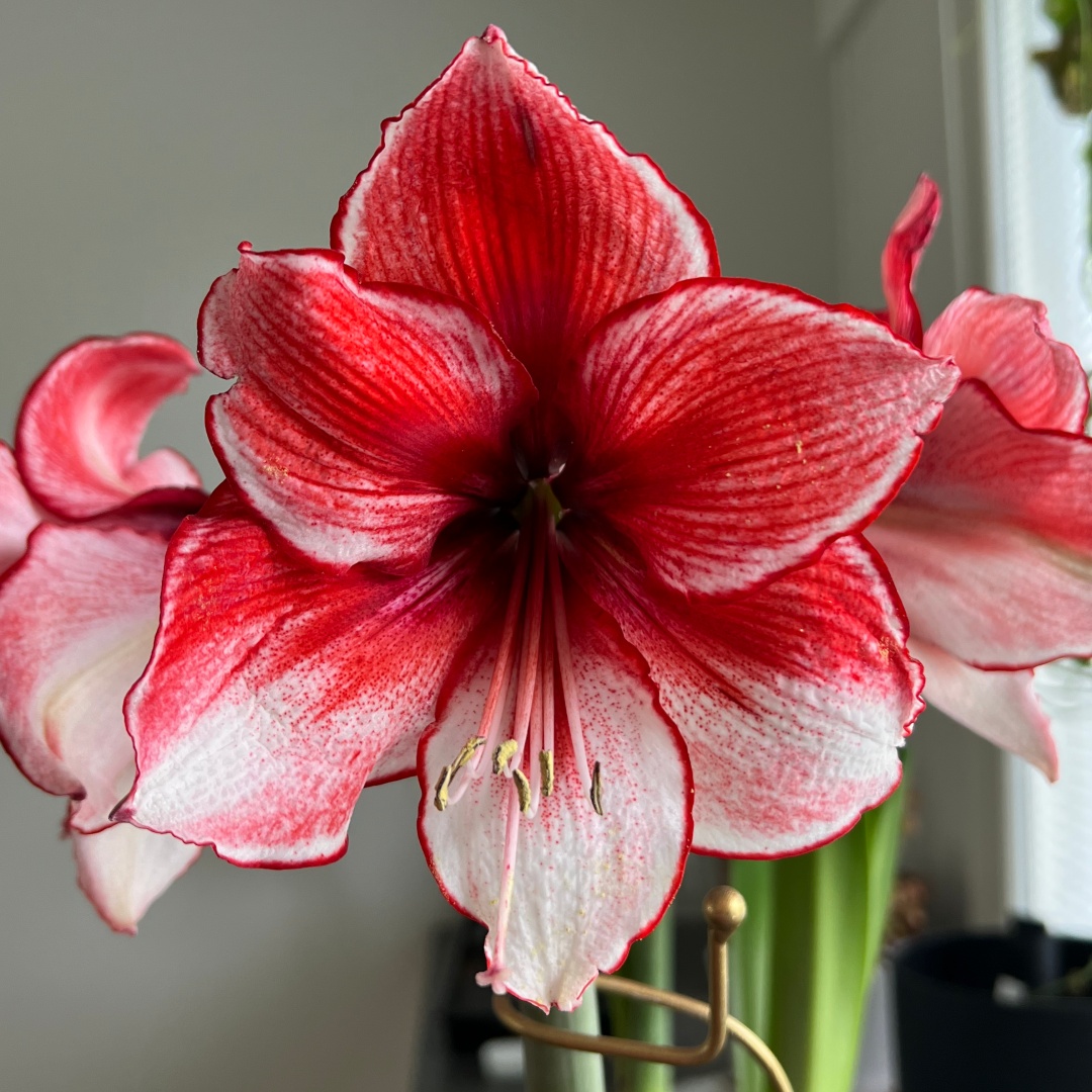 Amaryllis 'Gervase'