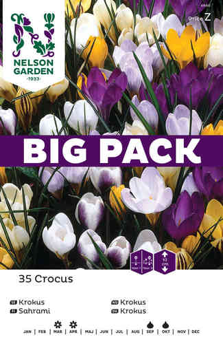 Krookuslajitelma eri värejä Big Pack
