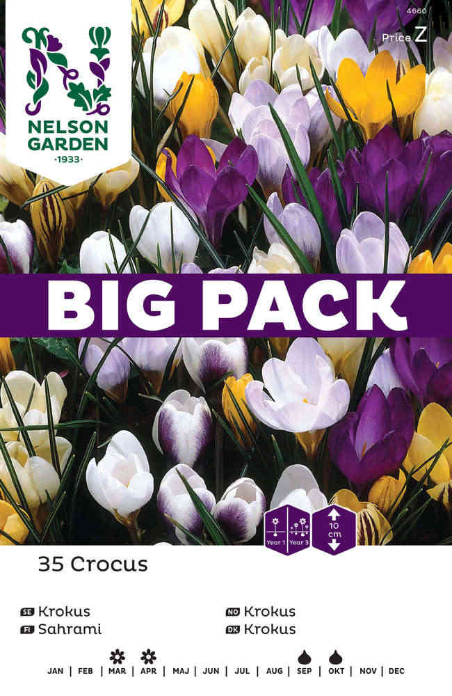 Krokus färgblandning Big Pack