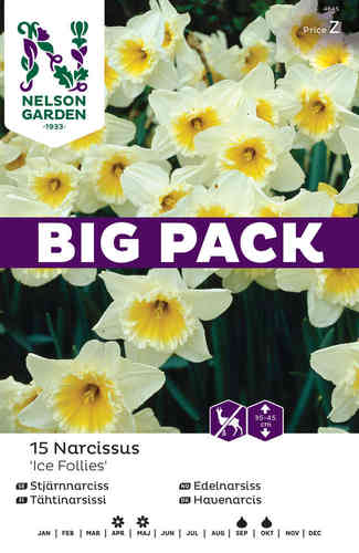 Tähtinarsissi 'Ice Follies' Big Pack