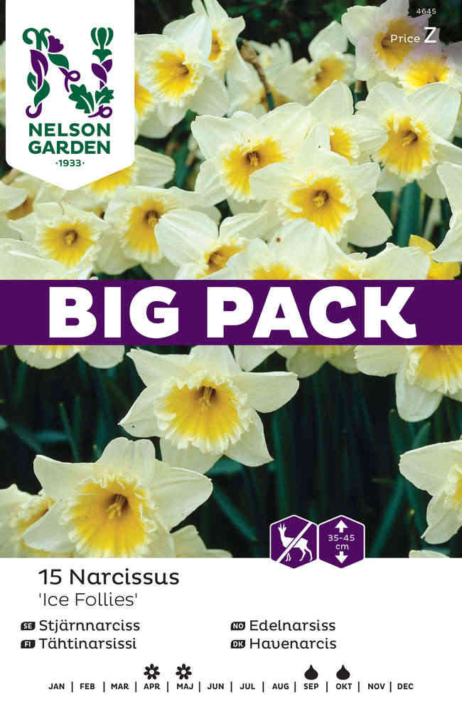 Stjärnnarciss 'Ice Follies' Big Pack