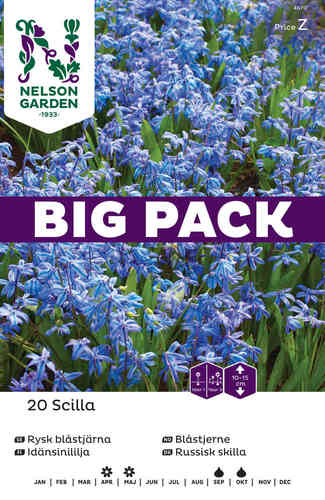 Idänsinililja Big Pack