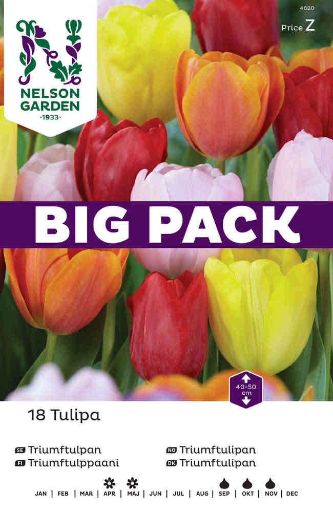 Triumftulpan, färgblandning Big Pack