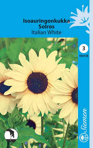 Miniatyrsolros 'Italian White'