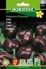 Chili 'Habanero Chocolate'