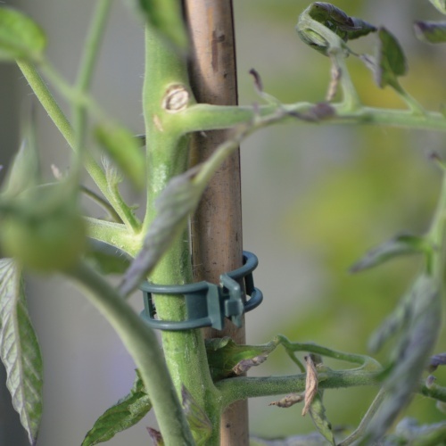 Plantclips Strong 12 st