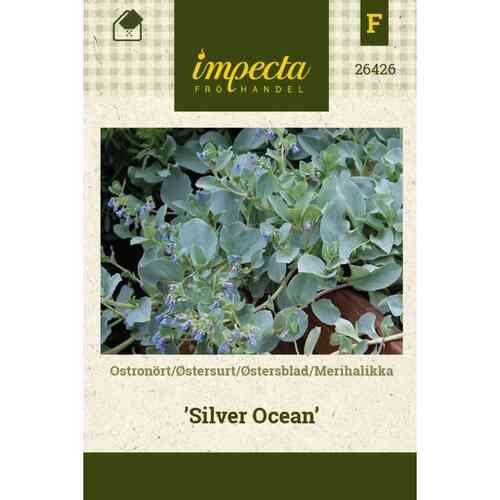 Merihalikka 'Silver Ocean'