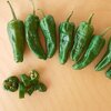 Chilipaprika 'Poblano Ancho'