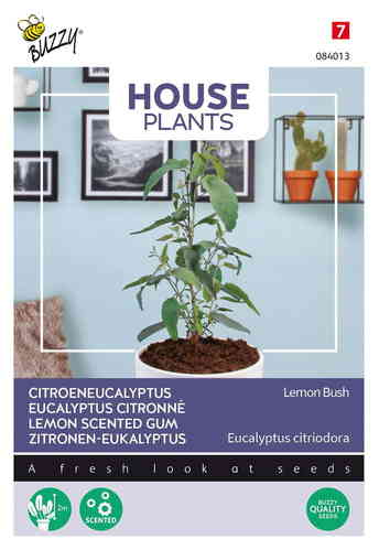 House Plants Citroneucalyptus