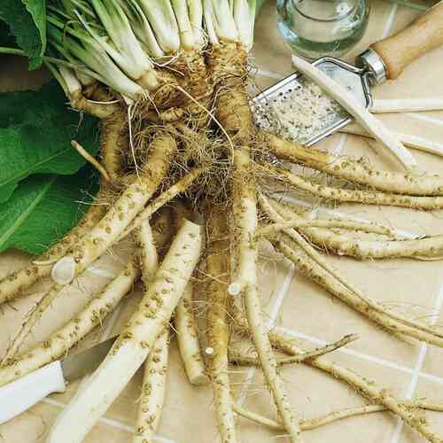 Pepparrot, sättrötter 5 st