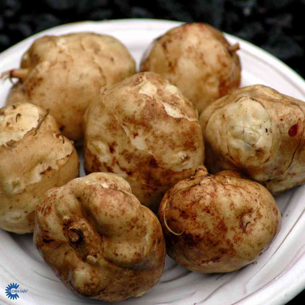 Jordärtskocka 500 g