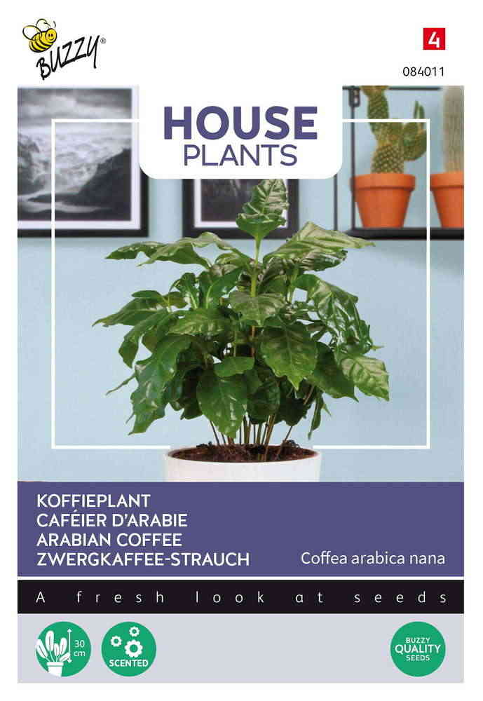 House Plants Arabiskt Kaffeträd