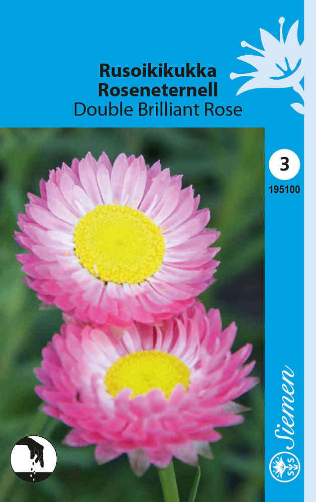 Röd Roseneternell 'Double Brilliant Rose'