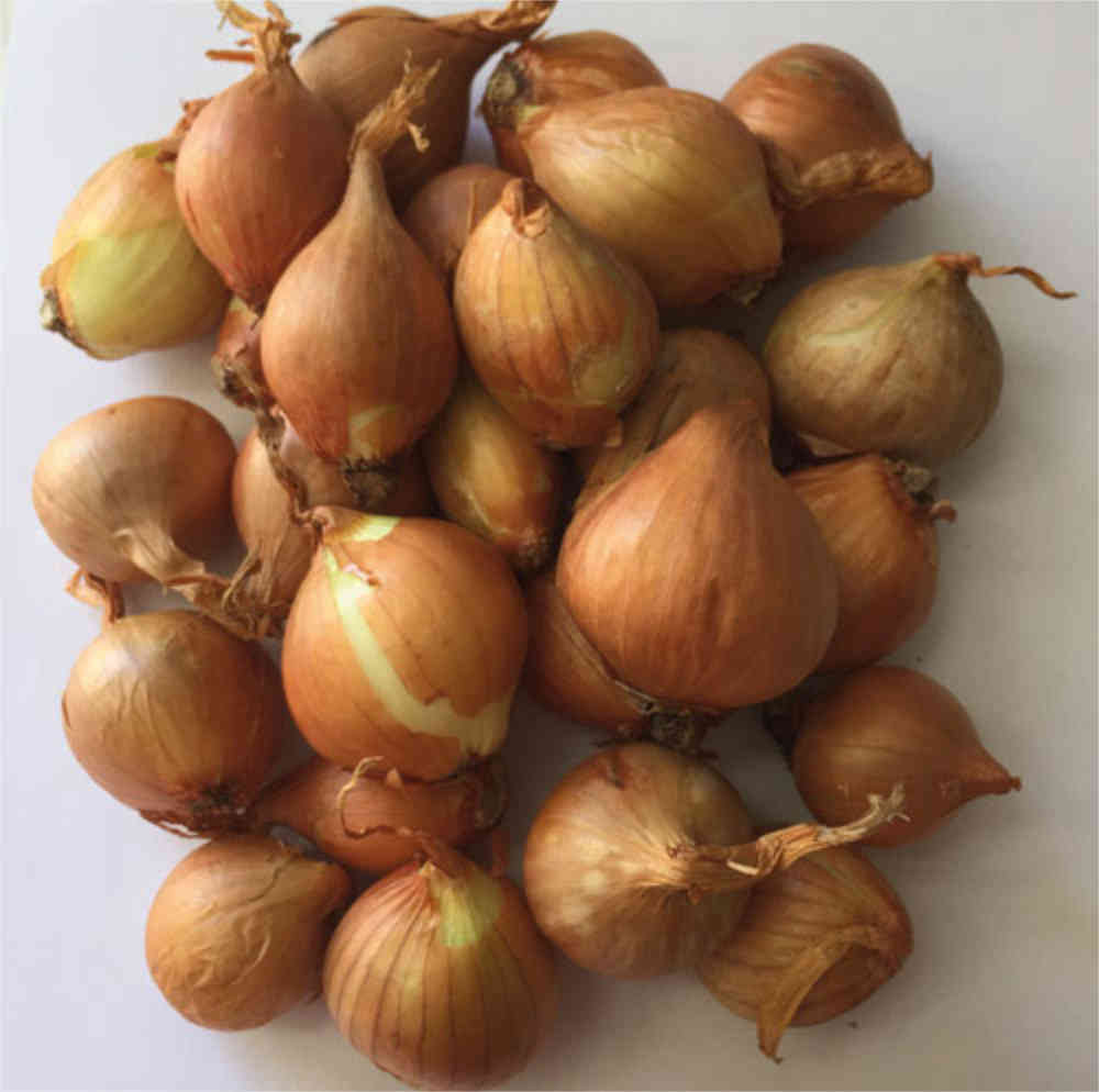 Schalottenlök 'GoRed Sun', sättlök 500 g