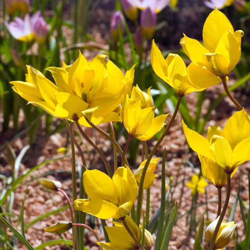 Metsätulppaani