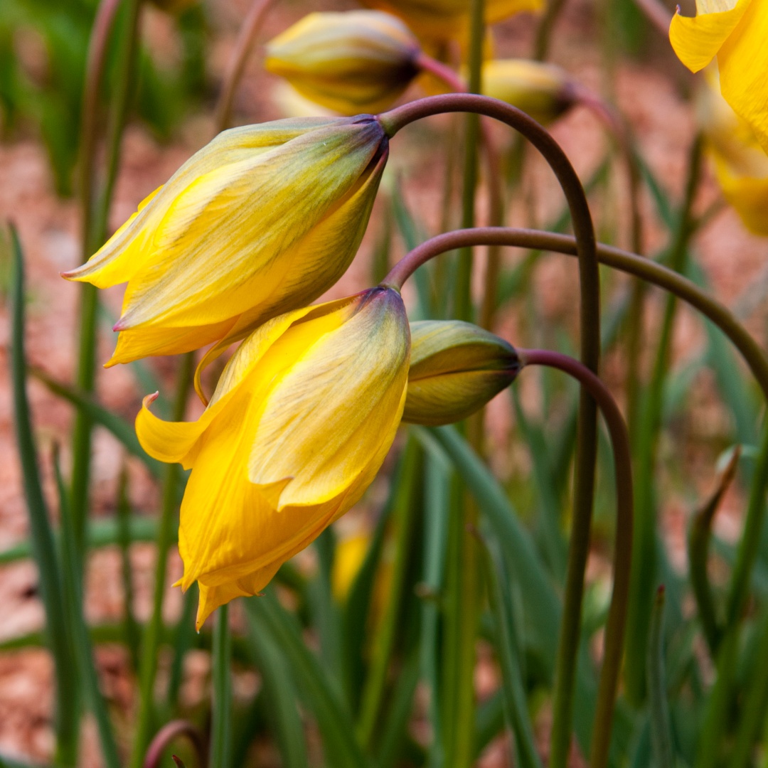Metsätulppaani