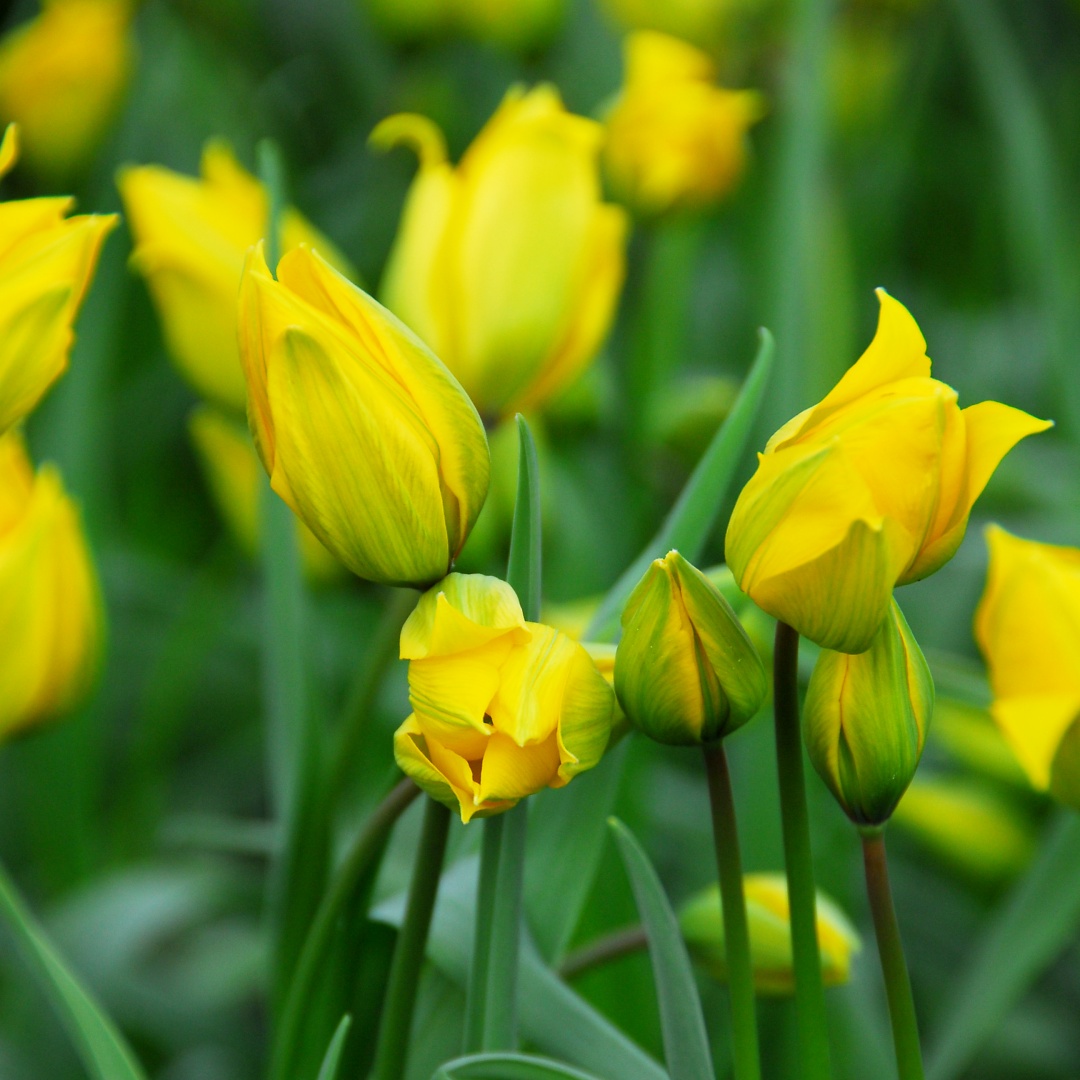 Metsätulppaani