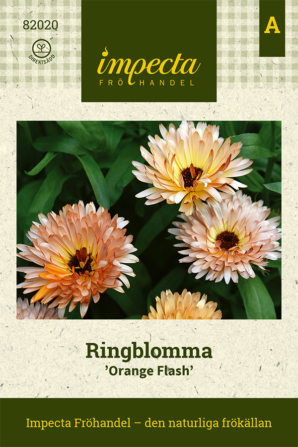 Ringblomma 'Orange Flash'