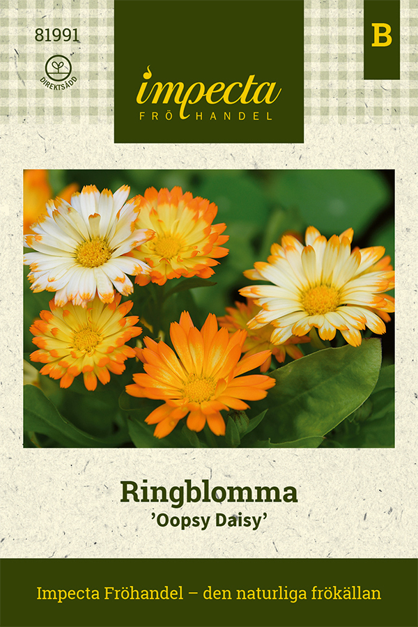 Ringblomma 'Oopsy Daisy'