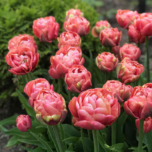 Tulppaani 'Copper Image' 7 kpl