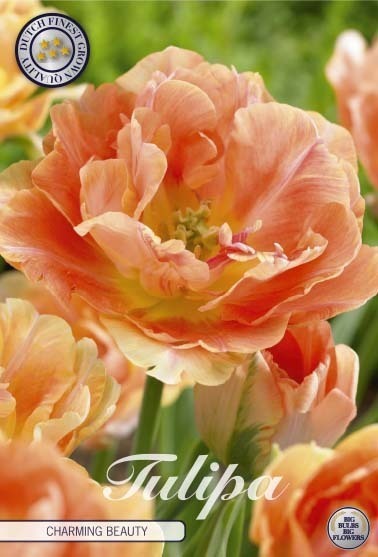 Tulpan 'Charming Beauty'