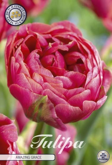 Tulpan 'Amazing Grace'