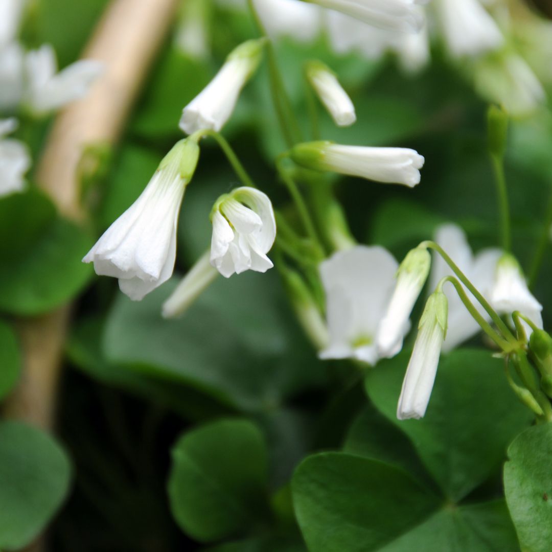 Snöoxalis
